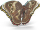 Schleich Insect Discovery Set #42741 - Butterfly Belly View