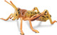 Toymany Desert Locust #00501 - Main Picture