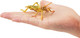 Toymany Desert Locust #00501 - On Hand