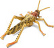 Toymany Desert Locust #00501 - Rear View From Above