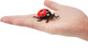 Toymany Seven-Spotted Ladybug #00503 - On Hand