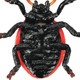 Toymany Seven-Spotted Ladybug #00503 - Belly View