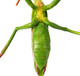 Toymany Chinese Mantis #00502 - Top View