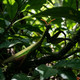 Toymany Chinese Mantis #00502 - In Nature