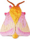 Toymany Rosy Maple Moth #00499 - Top View