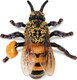 Toymany Honeybee #00504 - Top View