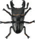 Toymany Giant Stag Beetle #00496 - Top View