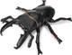 Toymany Giant Stag Beetle #00496 - Main Picture