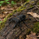 Toymany Giant Stag Beetle #00496 - In Nature