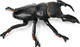 Toymany Giant Stag Beetle #00496 - Right View