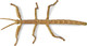 Toymany Stick Insect #00505 - Top View