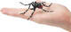 Toymany Asian Tiger Mosquito #00500 - On Hand