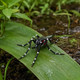 Toymany Asian Tiger Mosquito #00500 - In Nature