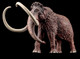 Haolonggood Mammuthus Primigenius (Yellowish Brown) #007-B - Left Front on Black