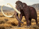 Haolonggood Mammuthus Primigenius - Yellowish Brown #007-B - In Nature