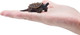 Toymany Alligator Snapping Turtle - Mini #00396 - On Hand