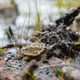 Toymany Alligator Snapping Turtle - Mini #00396 - In Nature