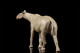 EoFauna Paraceratherium Grangeri #014 - Left Rear View