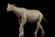 EoFauna Paraceratherium Grangeri #014 - Left View