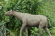 EoFauna Paraceratherium Grangeri #014 - In Nature