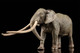 EoFauna Anancus Arvernensis #0013 - Left -Front View