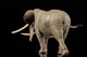 EoFauna Anancus Arvernensis #0013 - Left Rear View