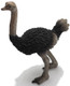 Ostrich (CollectA)