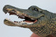 Alligator - American (CollectA)