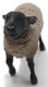 CollectA Suffolk Sheep - Front View