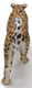 Leopard - African (CollectA)