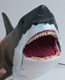 CollectA Megalodon with Moveable Jaw - Close Up Face View