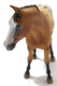 Appaloosa Stallion - Light Brown (CollectA)