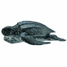 CollectA Leatherback Turtle #88680