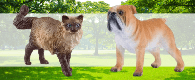 All Pets