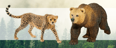 All Wildlife
