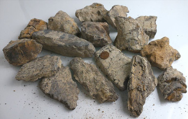 小物 Somnium fragment fossilized-camarasaurus-bone-