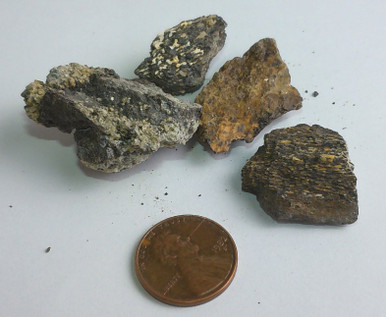 Prehistoric Fossil - Fossilized Camarasaurus Bone Fragment