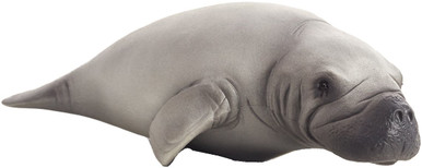 mojo-387211-manatee-10__79011.