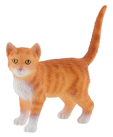 66371-cat-american-shorthair-
