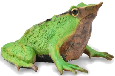 小物 Frog Colorata Real Figure Box The Plactical Guide of Frogs NEW from