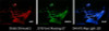 Diode Dynamics Mustang Interior LED Light Kit 18-19 Mustang Stage 1 - Green - DD0361