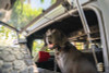 DV8 Offroad 2021-2024 Ford Bronco Dog Barrier - MPBR-10 Photo - out of package