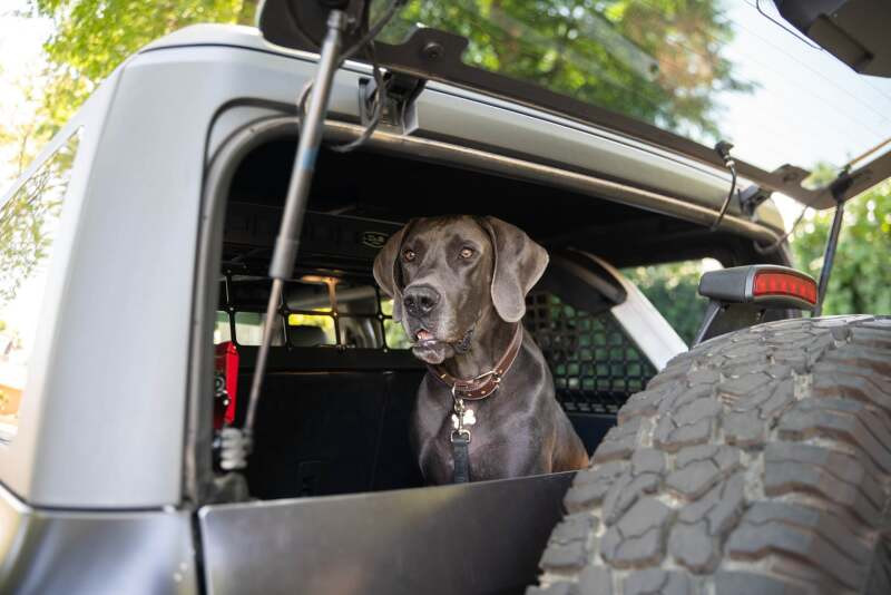DV8 Offroad 2021-2024 Ford Bronco Dog Barrier - MPBR-10 Photo - out of package
