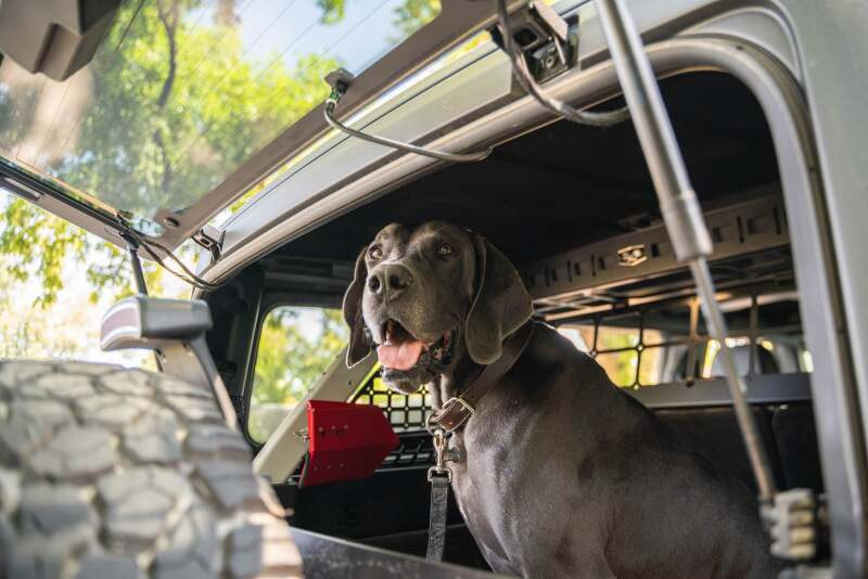 DV8 Offroad 2021-2024 Ford Bronco Dog Barrier - MPBR-10 Photo - out of package