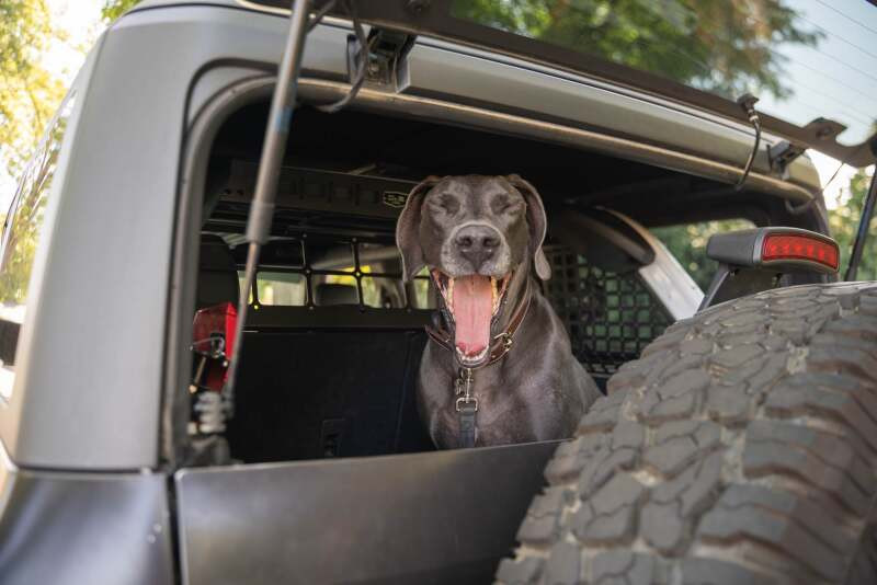 DV8 Offroad 2021-2024 Ford Bronco Dog Barrier - MPBR-10 Photo - out of package
