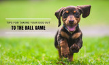 Tips for Taking Your Dog Out to the Ball Game