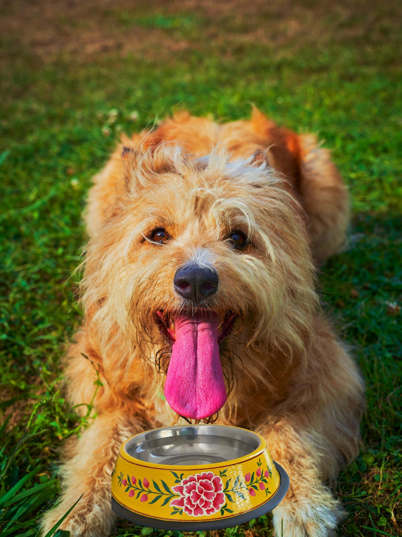 Hand Painted Dog water bowl