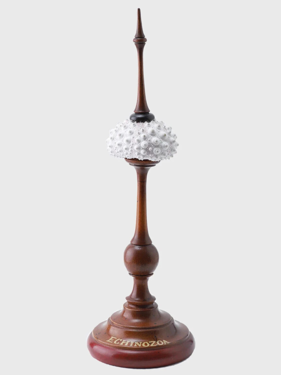 Real White Sea Urchin Shell Mahogany Nautical Beach Figurine