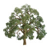 JTT Scenery 94347 Z Scale Professional Series Live Oak Trees 1 in. 6-Pack