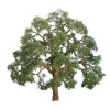 JTT Scenery 94347 Z Scale Professional Series Live Oak Trees 1 in. 6-Pack